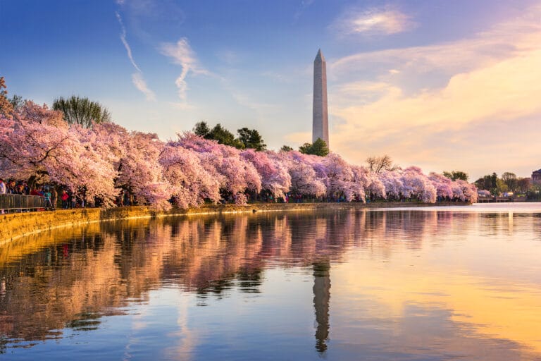 A picture of the tidal basin near the Washington Monument in spring